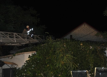 Рухнувшее в Николаеве дерево угрожало оборвать линии электропередач