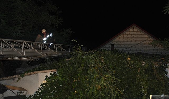 Рухнувшее в Николаеве дерево угрожало оборвать линии электропередач