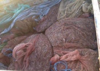 У Морского пограничники задержали жителей Николаевщины и Одещины, которые выловили креветок на 45 тыс.грн.