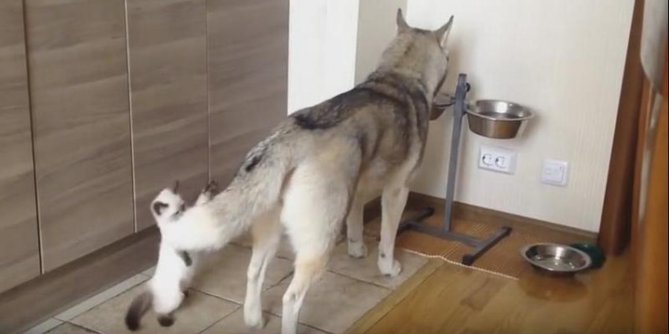 Что вы знаете о терпении? Выдержке этого хаски можно только позавидовать