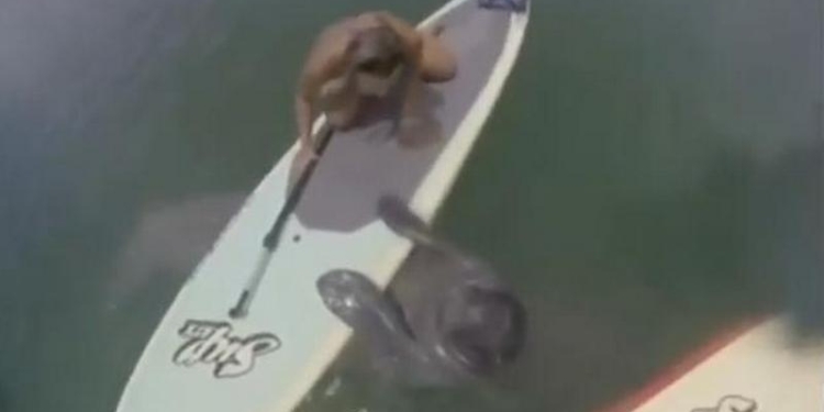 «Упитанный и в полном расцвете сил»: на флоридском побережье девушки повстречались с очаровательным кавалером