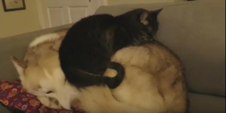 Кот решил, что собака – это его подушка