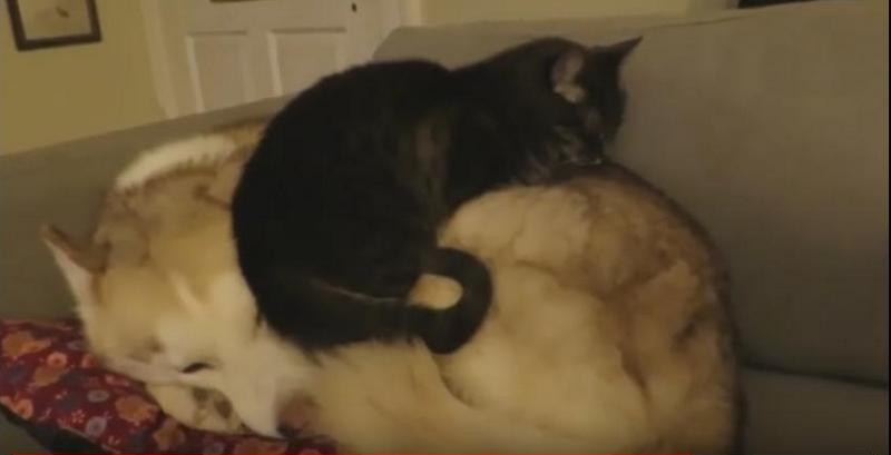 Кот решил, что собака - это его подушка 1