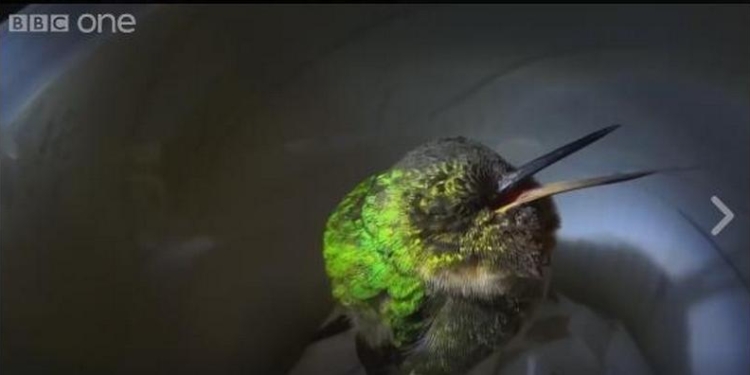 Вы слыхали, как храпят колибри?