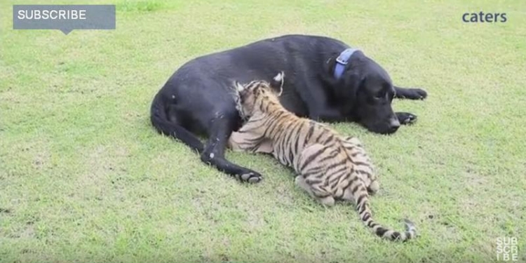 Любовь без границ: в индийском зоопарке тигренка выкормила лабрадорша Джени