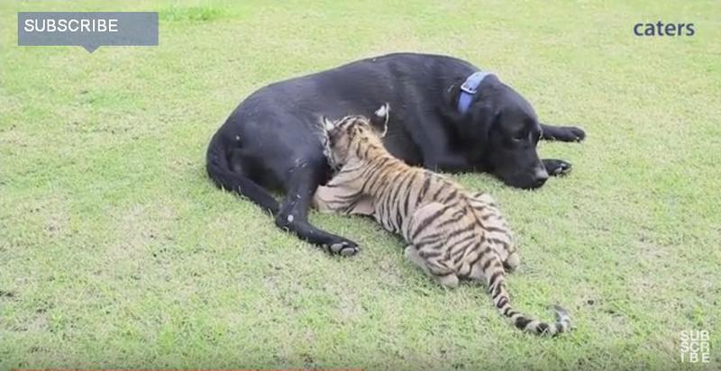 Любовь без границ: в индийском зоопарке тигренка выкормила лабрадорша Джени 1