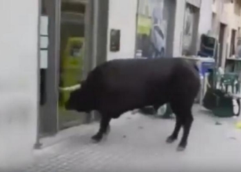 В Испании во время традиционного забега бык решил зайти в банк