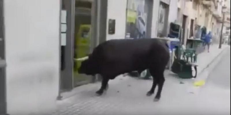 В Испании во время традиционного забега бык решил зайти в банк