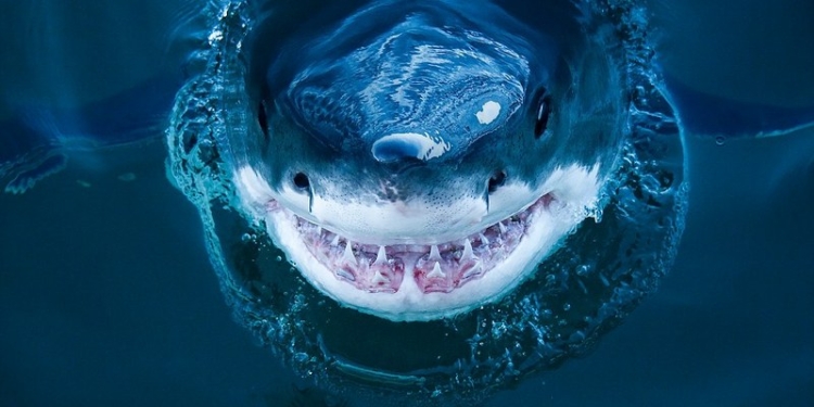 Улыбка, которая говорит: «Я б тебя съел». Фотограф-экстремал сделал портреты белых акул