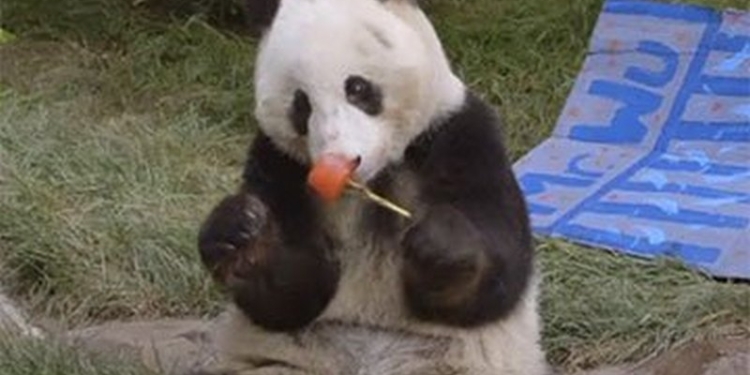 Не в пирогах счастье? А в чем же еще? Панде к 4-летию подарили торт