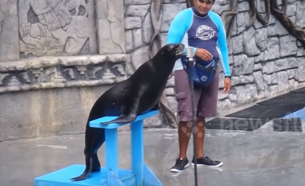 Морского котика научили петь под фонограмму. Зрители в восторге. Присоединяйтесь!