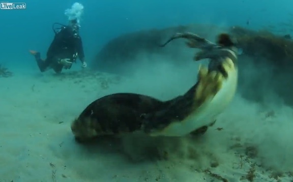 Как избавиться от назойливого ухажера. Учитесь у акулы