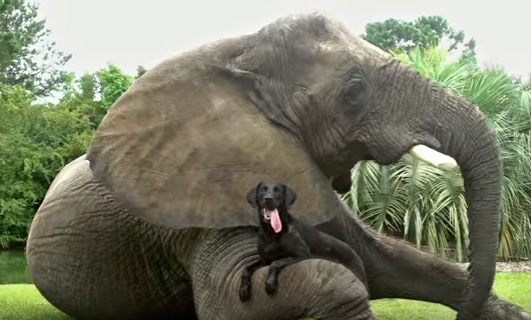 Дружите, как звери. Самые необычные примеры “животной” дружбы