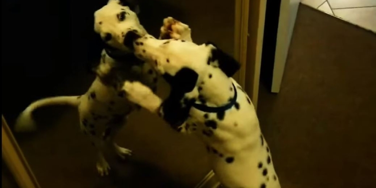 Грозное рычание и щенячий восторг. Как реагируют собаки на свое отражение в зеркале