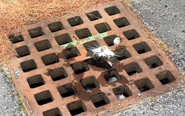 Только с помощью мыла спасатели вытащили кошку, застрявшую в решетке ливневки