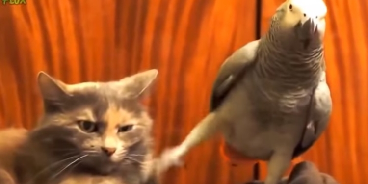 Борьба за территорию. Коты и попугаи, кто побеждает?