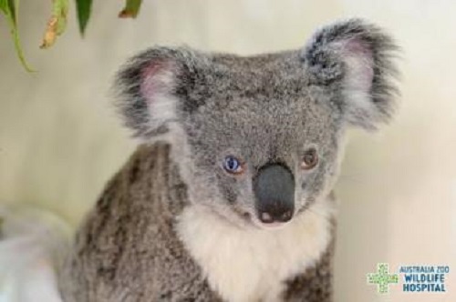 В Австралии нашли разноглазую коалу 3