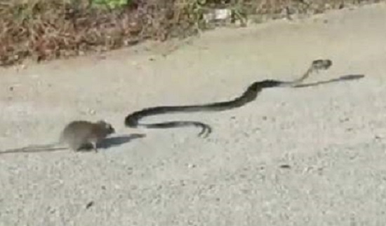 Отчаянные родители. Крыса спасла своего детеныша из пасти змеи