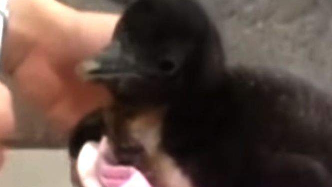 Японцы показали первого в мире пингвина «из пробирки»