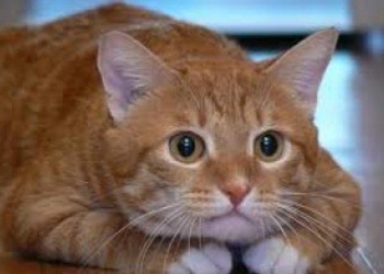 Толстый кот смог похудеть на 20 кг. Кое что из этой практики и людям подойдет