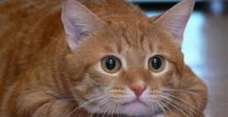 Толстый кот смог похудеть на 20 кг. Кое что из этой практики и людям подойдет