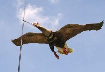 Новая звезда Сети: цапля на велосипеде, летящая по воздуху