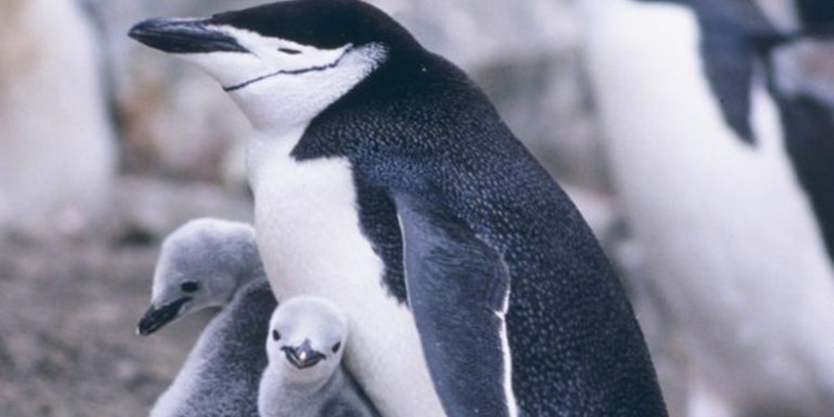 Пингвины в опасности из-за проснувшегося вулкана: лава заливает территорию их обитания