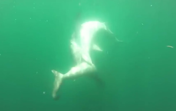 Морской бой двух хищных акул. Уникальные кадры 1