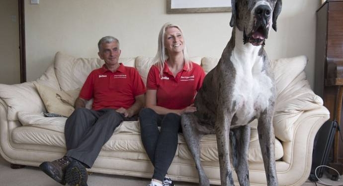 Звание самой крупной собаки в мире может получить пес из Уэльса