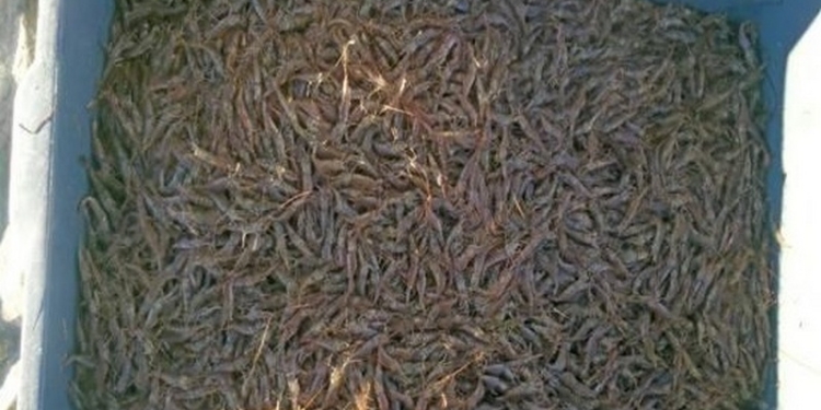 Херсонские пограничники задержали браконьера в Николаевской области