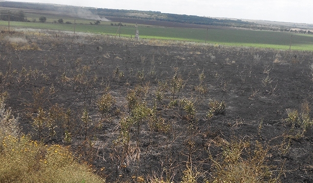 На Николаевщине не прекращают гореть сухостои: за сутки сгорело более 5 га