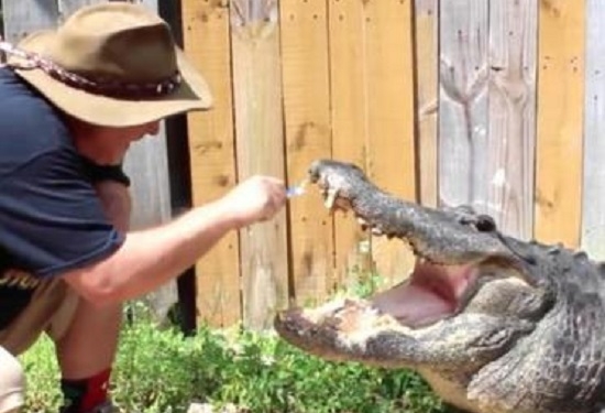 Утренний моцион. А как чистят зубы крокодилам?