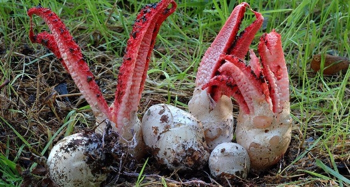 В украинских лесах растет жуткий гриб-каракатица
