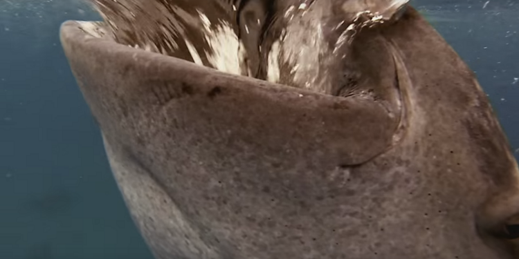 К самой большой рыбе на земле близко лучше не подплывать  – засосет