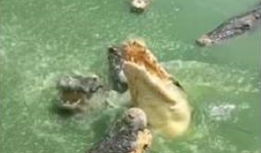 Звери и те, и эти. В Таиланде запретили туристам кормить крокодилов с плотов – опасно