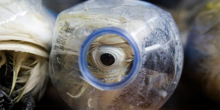 Таможенники спасли 24 какаду, перевозимых в пластиковых бутылках, – один попугай вовремя пискнул