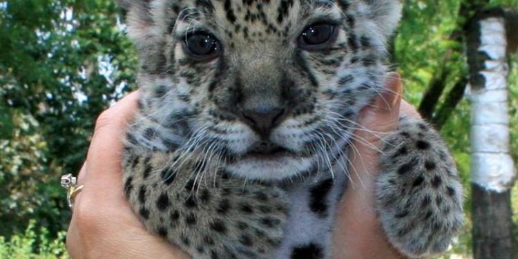 Ветврач Николаевского зоопарка выкормила «того, кто убивает одним прыжком»