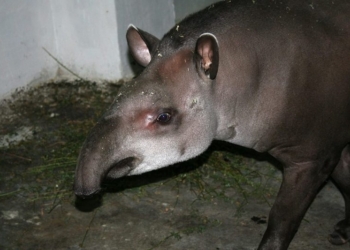 «Итальянцы» в Николаевском зоопарке: теперь у нас живут равнинные тапиры