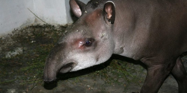 «Итальянцы» в Николаевском зоопарке: теперь у нас живут равнинные тапиры