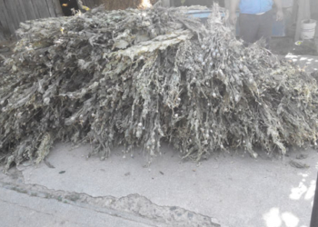 На Николаевщине правоохранители изъяли 100 кг высушенного снотворного мака