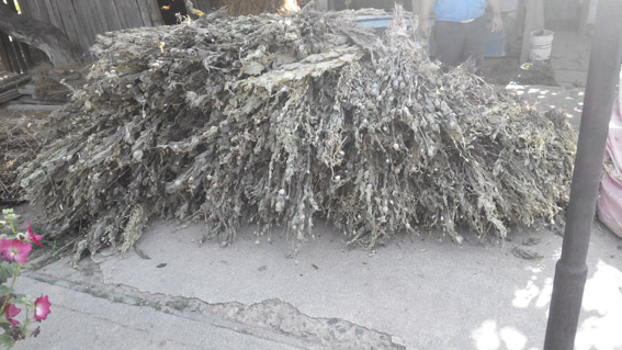 На Николаевщине правоохранители изъяли 100 кг высушенного снотворного мака