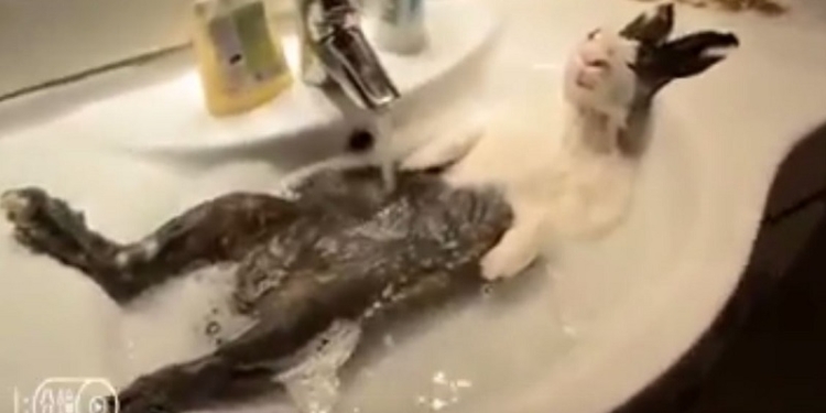 Немного позитива в пасмурный день. Животные, которые обожают купаться