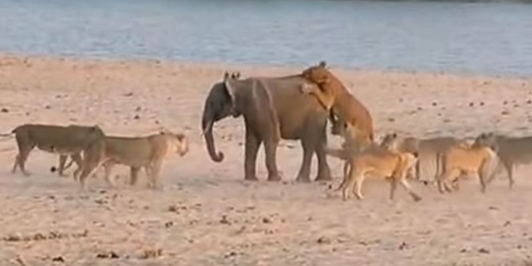 И один в поле воин. Смелый слоненок отбился от 14 львиц