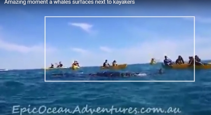 Кит попал в беду и попросил помощи у людей