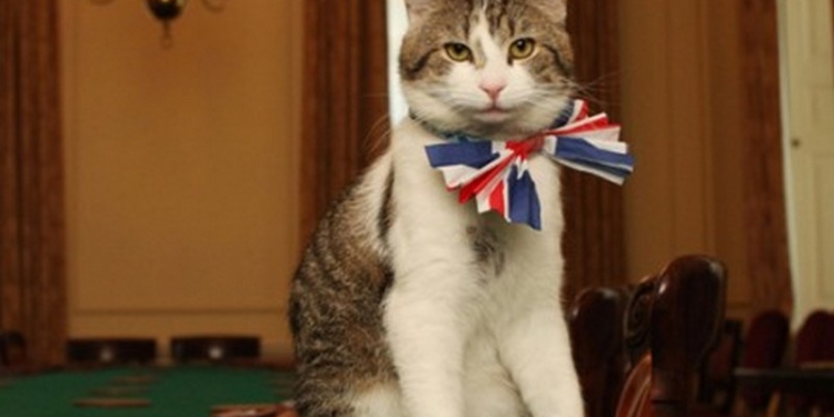 Главный мышелов резиденции британского премьера кот Ларри не пойдет в отставку вместе с Кэмероном
