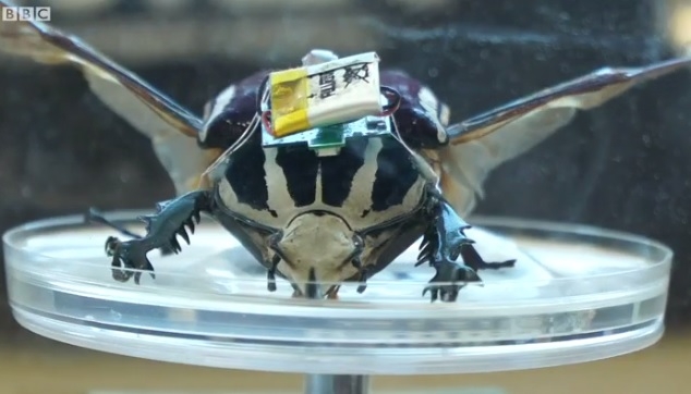 Кибержуки – шпионы и спасатели будущего?