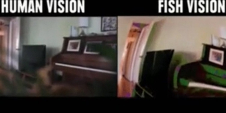 Мир глазами животных: познавательное видео