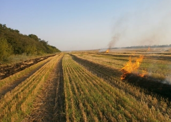 В Николаевской области на корню сгорело более 6 га пшеницы, а в Вознесенском лесхозе огонь охватил 8 тыс. кв.м лесных насаждений