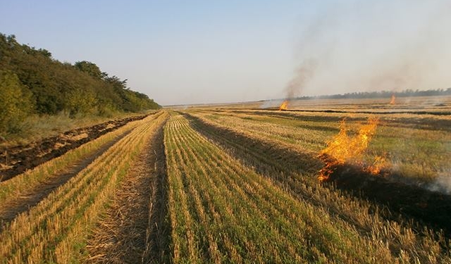 В Николаевской области на корню сгорело более 6 га пшеницы, а в Вознесенском лесхозе огонь охватил 8 тыс. кв.м лесных насаждений