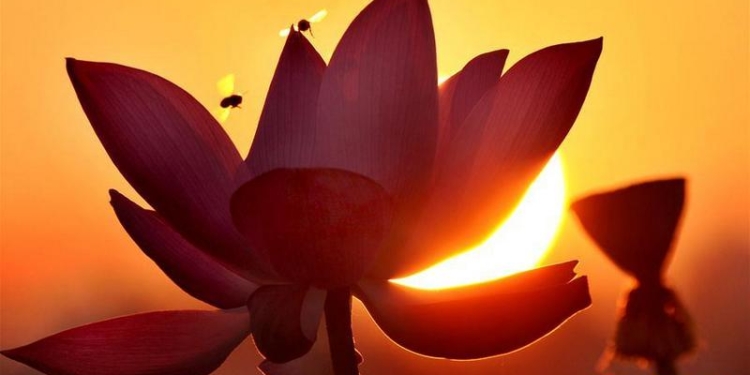 13 га незапятнанности: в Восточном Китае пышно цветут лотосы